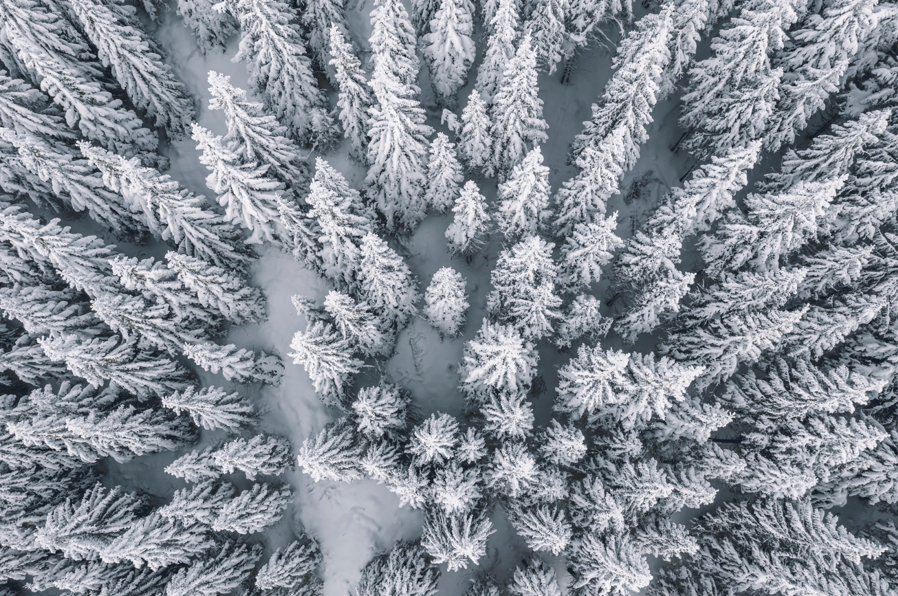 Bild på snöiga träd